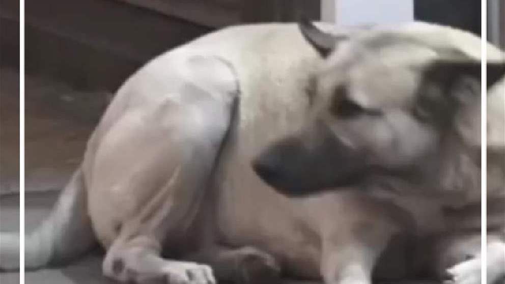 كلاب شاردة.. ومسؤلية ضائعة! (فيديو)