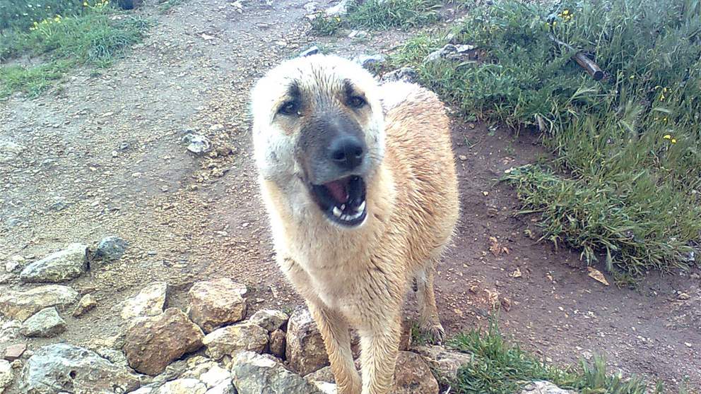 في بعلبك… كلب يمزّق فروة رأس طفل (صورة)