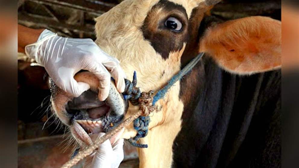 في لبنان.. أبقار مهربة مصابة بالحمى القلاعية