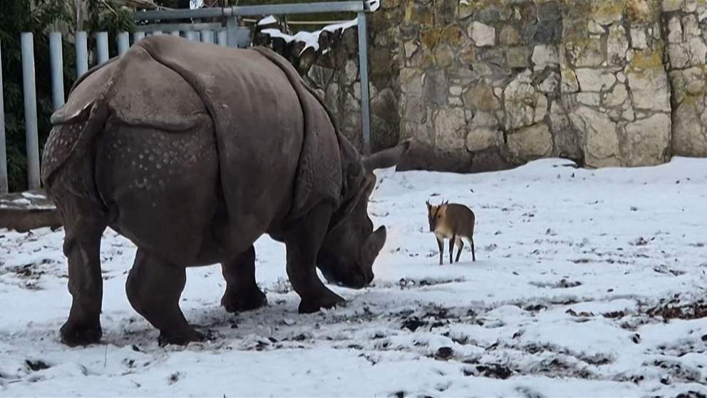 "ثقة زائدة".. غزال صغير يتحدى وحيد القرن - شاهد الفيديو