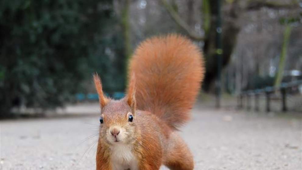 سنجاب يستمتع بالثلوج! (فيديو)