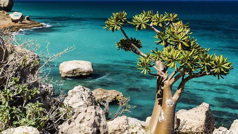 أعداد ضخمة من الروبيان النافقة تغطي الشاطئ (فيديو)