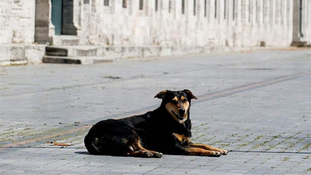 كلب يقتحم مسجد (فيديو)