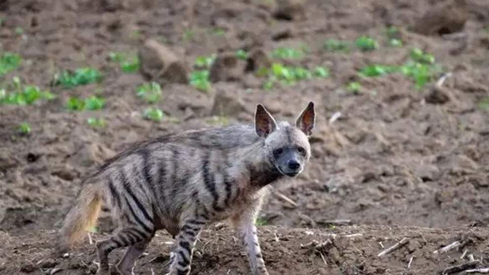 بعد ظهور "ضباع مخططة" في أماكن مأهولة.. بيان لوزارة الزراعة! 