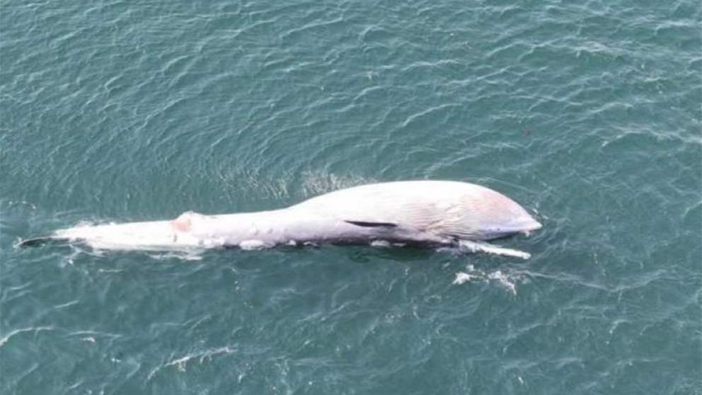 على ظهر حوت نافق… صورة تذكارية (فيديو)