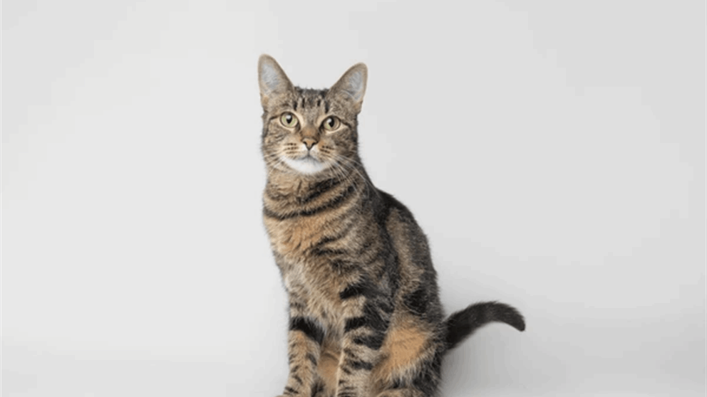 شهادة تقدير لقطة (فيديو)