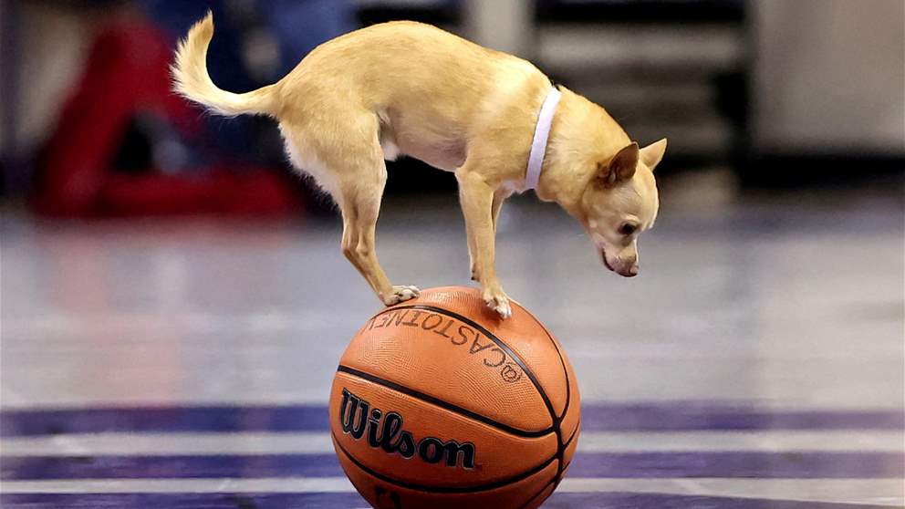 كلب يسجّل هدفًا (فيديو)