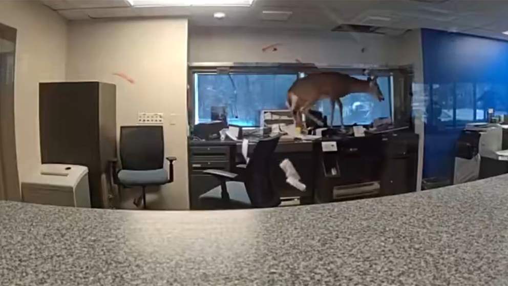 غزال يسطو على بنك - شاهد الفيديو