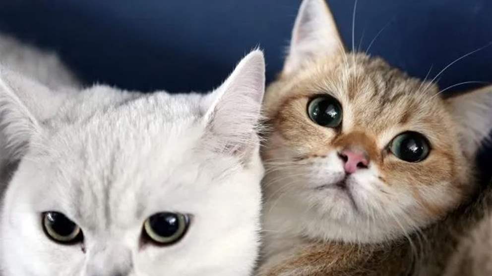 في الضاحية.. إمرأة تعيش مع 70 قطة! (شاهد الفيديو)