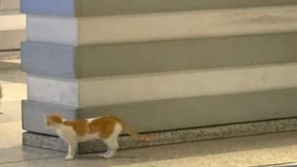 "كزدورة" قطة في المطار (فيديو)