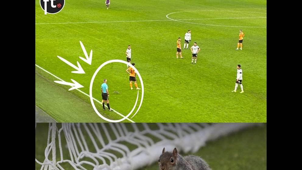 فيديو - سنجاب يسرق الأضواء في "التشامبيونشيب" 