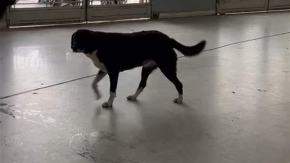 كلب في السرايا.. هل يبحث عن معاملة؟ (فيديو)