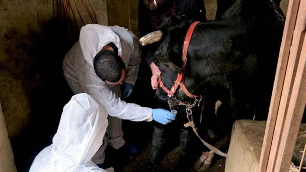 عن تفشي وباء جديد في البقاع.. توضيح من وزارة الزراعة