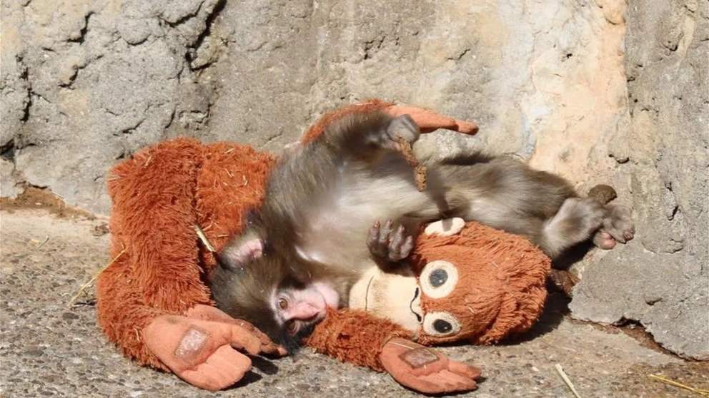 هجرته أمه.. فكانت الدمية نبع حنانه - شاهد الفيديو