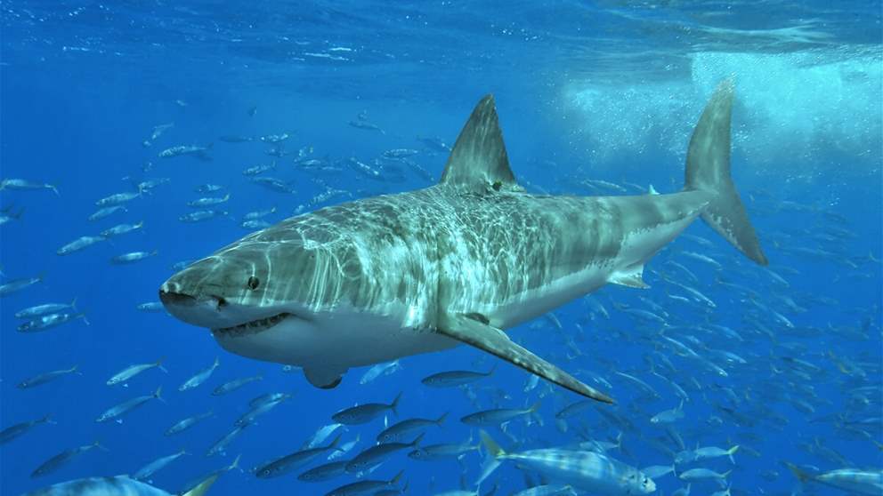 مروحية ترصد قرشاً ضخماً.. وتنبه السباحين (فيديو)