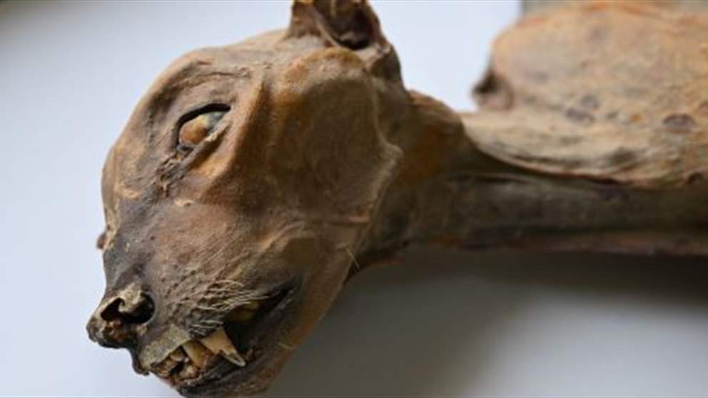 اكتشاف تاريخي: فهود محنطة في كهوف السعودية