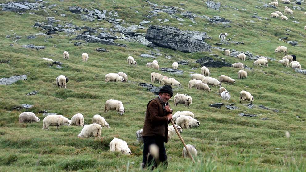 5 أيام من المشي.. راعٍ ينزح مع قطيعه وهذه وجهته (شاهد الفيديو)