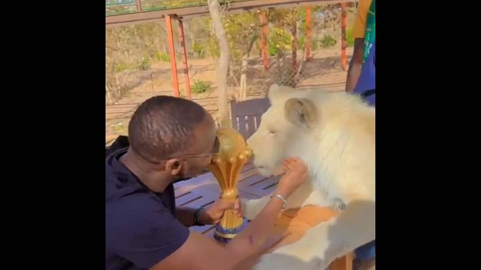 فيديو - ظهور غريب لمدرّب السنغال مع "أسد أبيض" يفتح الجدل 