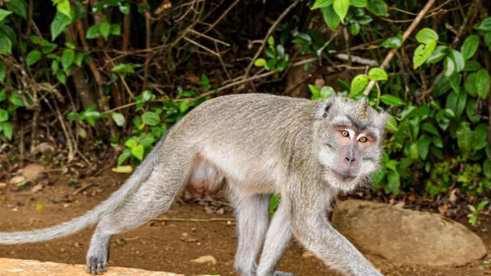 خلال توجهه إلى هرمز.. قردٌ ينهي مهمة بحار أميركي! (أكسيوس)