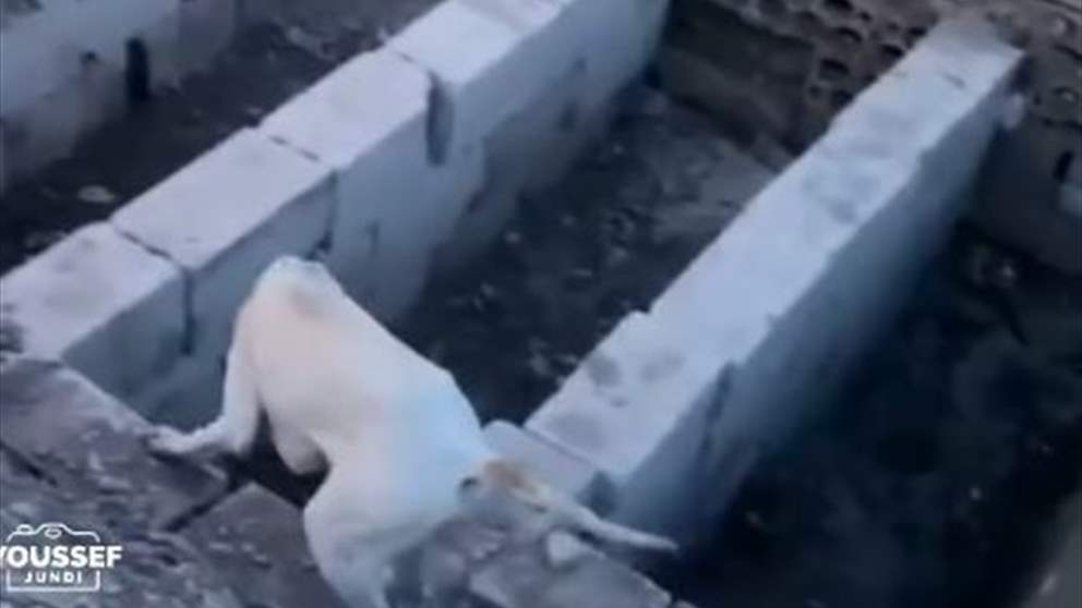 بعد استشهاده.. كلبة لم تفارق قبر صاحبها  في بلدة أنصارية (فيديو)