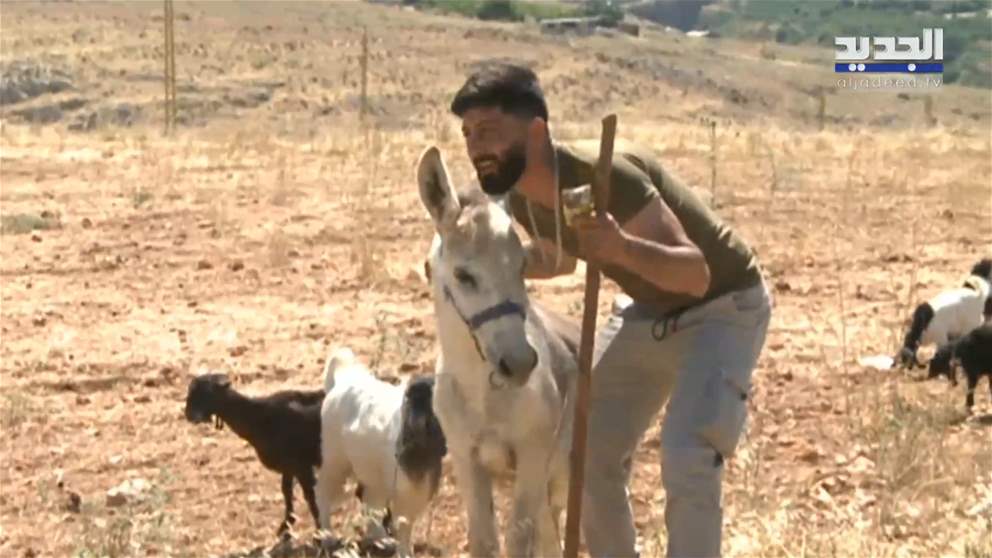 بعدما فرقتهما الحرب.. الجديد تجمع الحمار طبشوري مع صاحبه (تقرير)