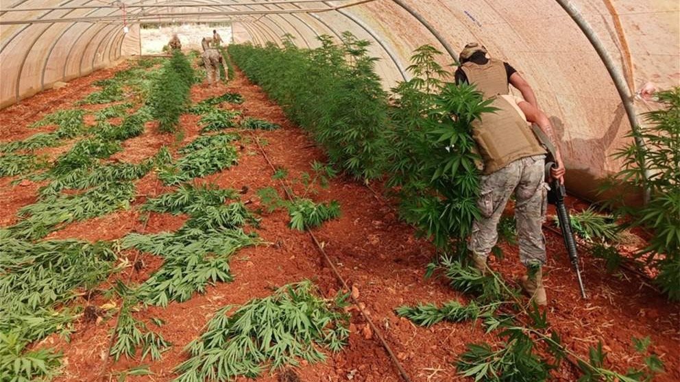 تلف 16 خيمة مزروعة بالماريجوانا.. الجيش يداهم مطلوبين في بعلبك