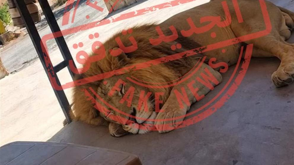 "أسد هربان" في البقاع.. الجديد تدقق واليكم الحقيقة! (صورة)