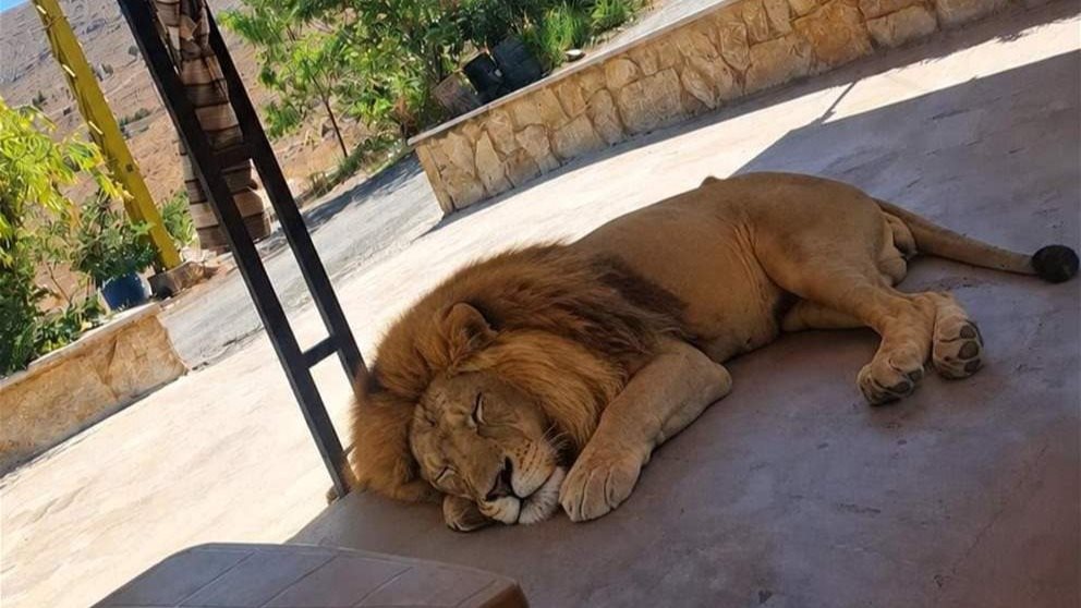 "حارس قضائي" لأسد بعلبك المحتجز.. ما القصة؟