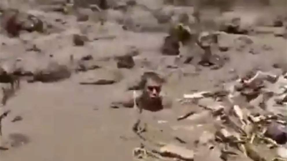  دخل الفيضان.. وخرج بصيدٍ غير متوقّع! (فيديو)