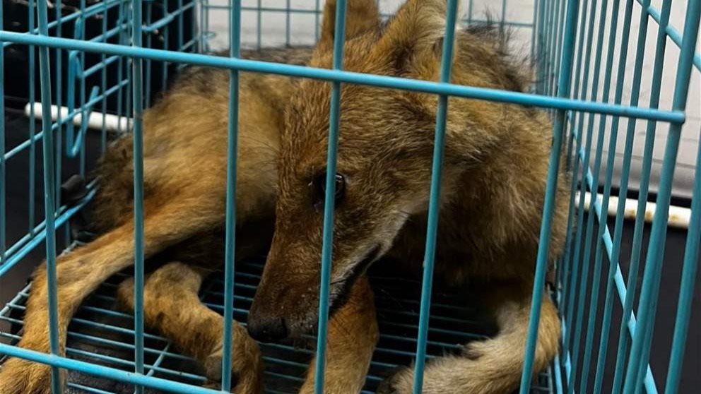 الدفاع المدني ينقذ "ابن آوى" عالقًا في شباك في بسابا