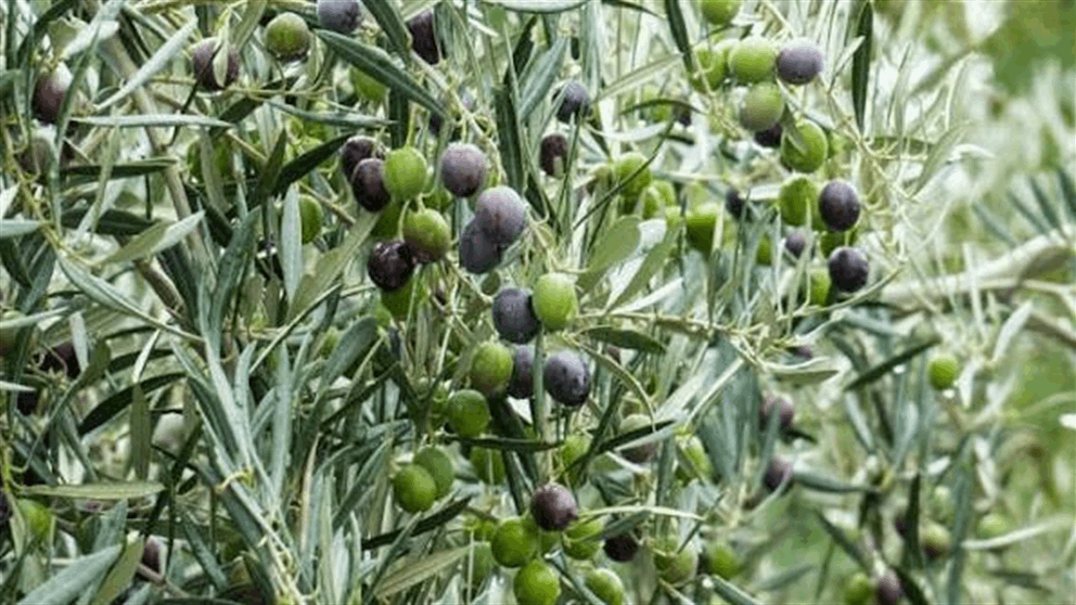 بشأن "زيتون الجنوب".. دعوى في فرنسا ضد الجيش الإسرائيلي
