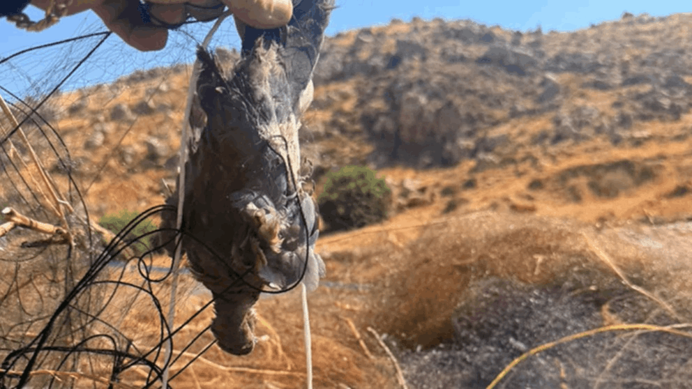 "شباك صيد غير قانونية".. ماذا يحصل في البقاع؟ (صور) 
