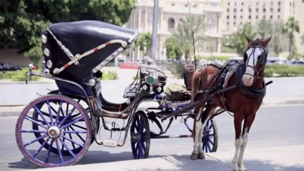 "استنى يا حصان".. عروسان في ورطة! (فيديو)