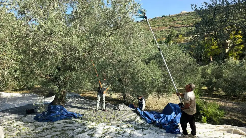 الموسم تحت الضغط الإسرائيلي.. ماذا شهدت بلدات الجنوب أثناء قطاف الزيتون؟