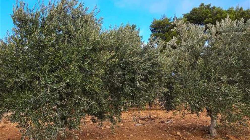 قطاف الزيتون يتحوّل إلى لحظات رعب.. غارة قرب الأهالي