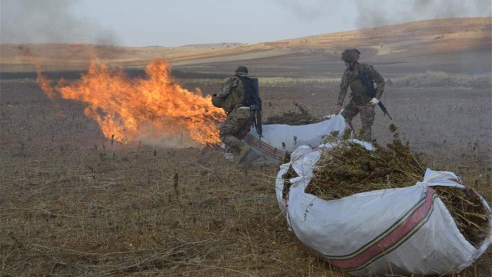 180 دونمًا و60 طنًا من حشيشة الكيف.. ماذا يجري في الهرمل؟