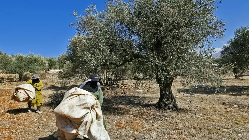 من الشجرة إلى المعصرة.. أخطاء في قطاف الزيتون قد تكلّفكم جودة الزيت والموسم المقبل!