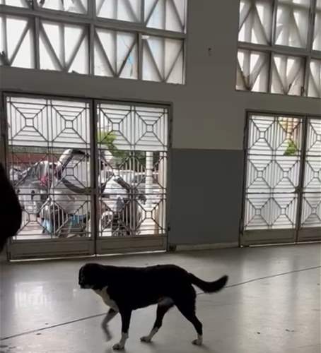 كلب في السرايا.. هل يبحث عن معاملة؟ (فيديو)