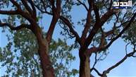 شجرة القطلب في شبطين ثروة بيئية مهددة بالانقراض - دايانا عيواظه