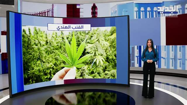 تقارير إخبارية