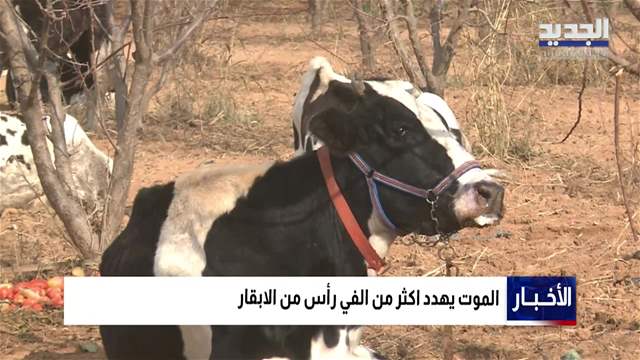 تقارير إخبارية