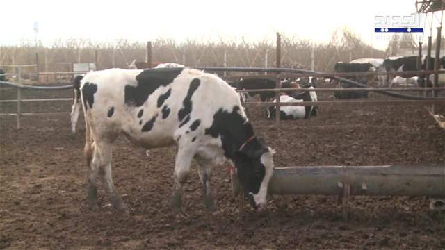 الحمى القلاعية في لبنان.. تهدد الابقار أم البشر؟