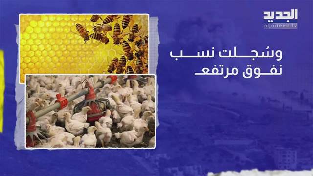 تقارير إخبارية