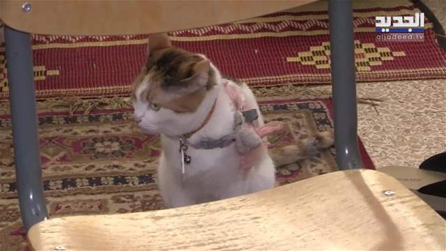 تقارير إخبارية