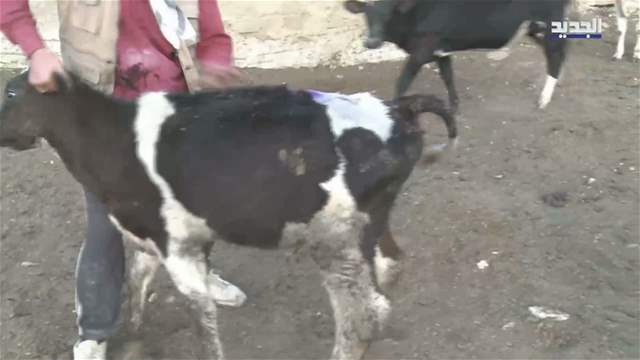Pox Disease Haunts Livestock in the Bekaa... Does It Threaten Humans?